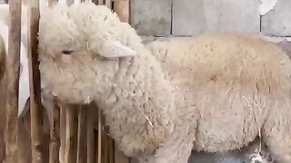 Shaun the sheep