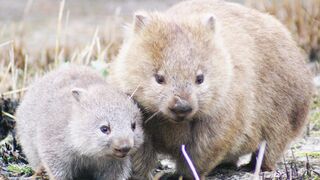 Wombats Poo Cubes!