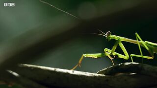 The Headless Mating Mantis