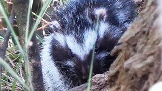 The Killer Rat with Poisonous Fur