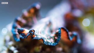 Meet the P*n*s-Fencing Flatworm