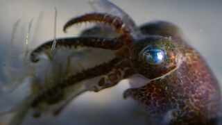 Baby Octopuses Hunting