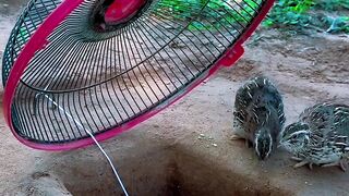 Bird trap