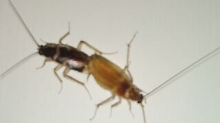 Cockroaches live 8539176