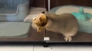 Cat elastic body