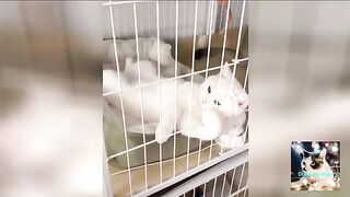 Chat Drôle Compilation A Mourir De Rire