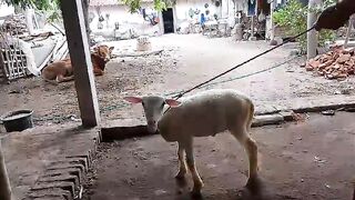 Shaun the sheep