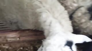 Shaun the sheep