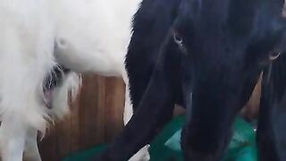 Shaun the sheep