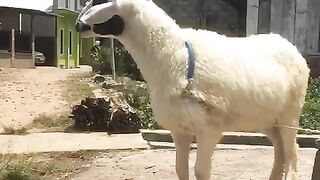 Shaun the sheep