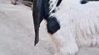 Shaun the sheep