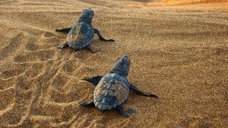 The Sea Turtles of Kefalonia | My Place On Earth