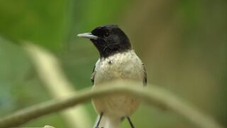 Life-changing encounter with rare bird | Close Encounters