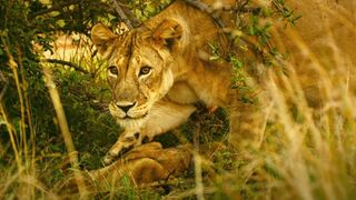 Kali The Lioness Finds Her Dead Cub | Serengeti II
