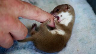 Baby Weasel Playtime | Weasels: Feisty & Fearless
