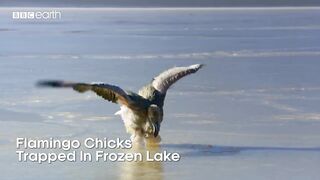 Flamingo Chicks Trapped in Frozen Lake | Eden: Untamed Planet