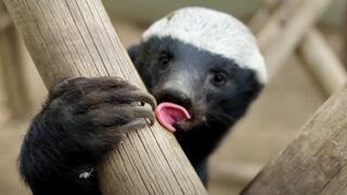 Are  Badgers Big-Brained? | Weasels: Feisty & Fearless