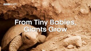 Filming Galapagos Giant Tortoise Hatchlings | Eden: Untamed Planet