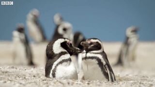 How One Penguin Started a Whole Colony | Close Encounters