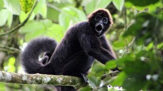 The Spider Monkeys of Ecuador | My Place on Earth