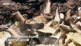 Sea Lion Team Hunts in Secret Cove | Eden: Untamed Planet