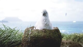Baby Albatross Encounter Changes Life | Close Encounters