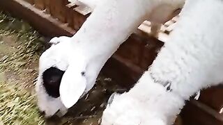 Shaun the sheep