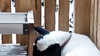 Shaun the sheep