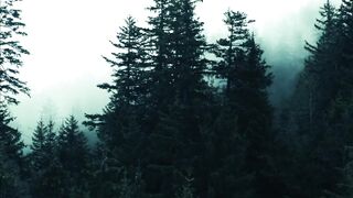 Foresta in