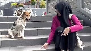 Polite Doggo