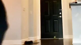 funny pets video 59