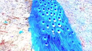 Cut peacock ????