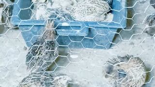 quail farming