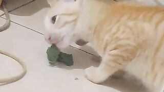 Cat eat