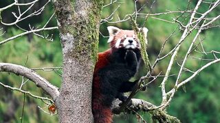 Red Panda Resting in Sikkim's Forest