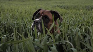 Boxer Dog in Tall Grass