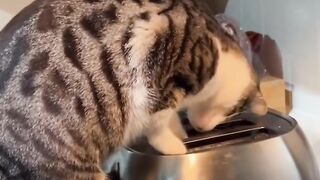 Cute Cat
