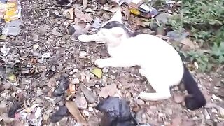 The Legends of MewAang