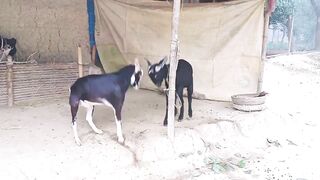 Amazing &funny goats fitting