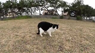 A panda like a Cat goes to beach with people