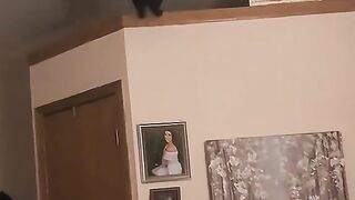 Funny cat