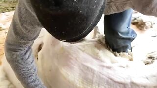 amazing video
