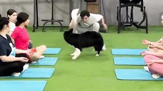 Smart dog does yoga