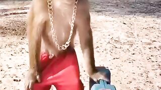 funny video monkey