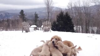 Golden Dogs Playing