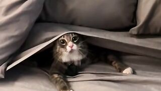 Funny cat
