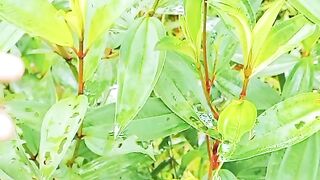 natural medicine for health