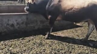 How to stop a bull attack
