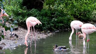 Beautiful big birds.