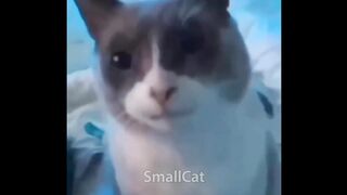 BAD DAY? Better Watch This - Try Not To Laugh Funny